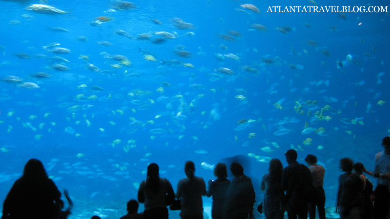 Аквариум в Атланте Georgia Aquarium.