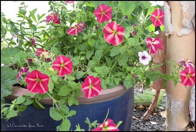 Summer flowers @ Chickadee Home Nest