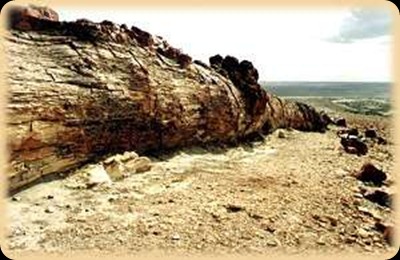 Jaramillo Petrified Forest1