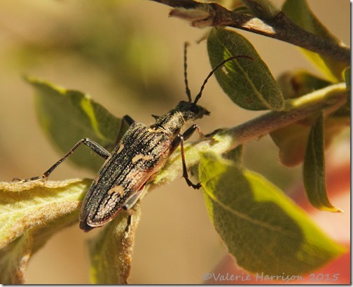 21-Two-banded-Longhorn