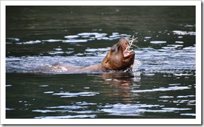 campbel river walvissentocht 067a