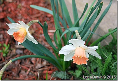 Daffodil Pink