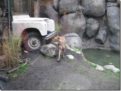 IMG_0371 Cheetah at the Oregon Zoo in Portland, Oregon on November 10, 2009