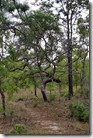 Gnarly tree