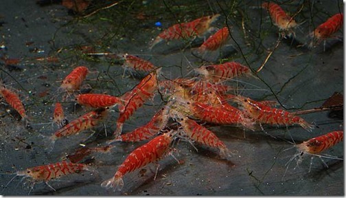 tep tiger do – super red tiger shrimp-1