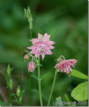 Aguilegia Nora Barlow Columbine