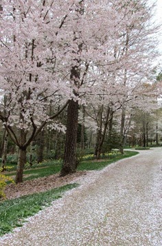 1503298 Mar 26 Cherry Blossoms Along The Path