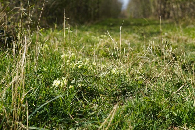 foxley wood Norfolk in spring