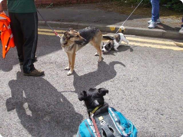 some  crook dog club ramblers