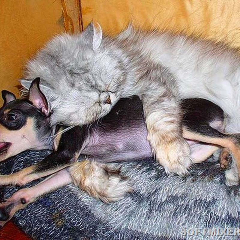 Собака вместо подушки