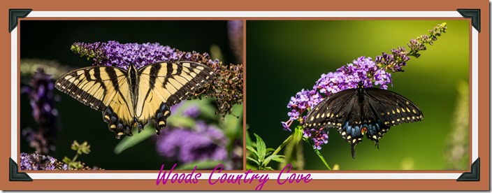 Butterfly collage 