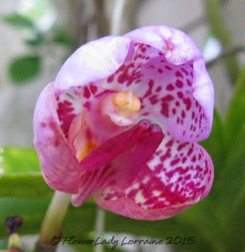 [05-07-eva-orchid%255B5%255D.jpg]