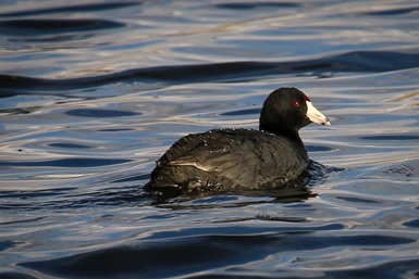 Coot IMG_8934