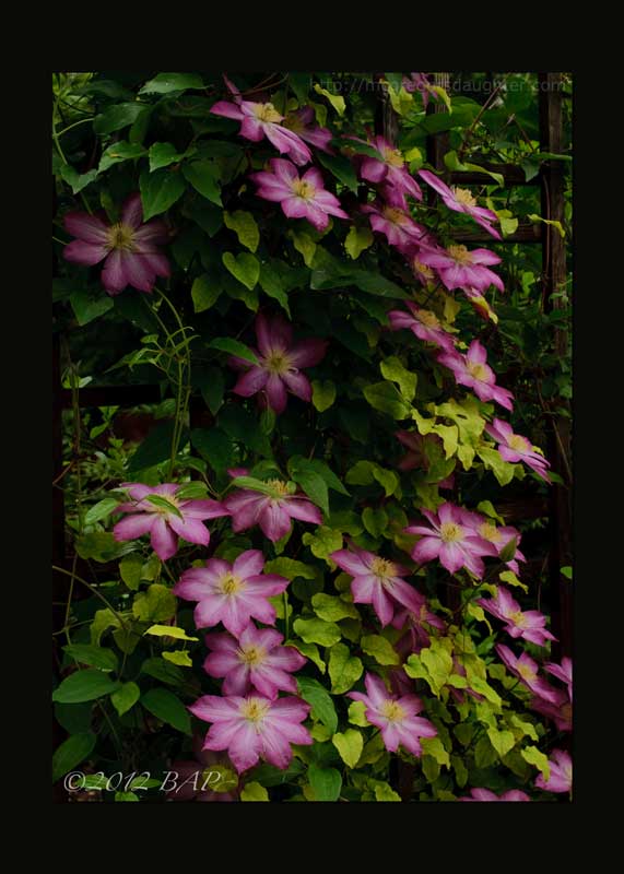 A Clematis Correction/Caveat