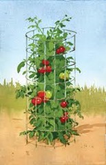 tomato cage