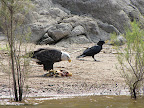 Bald eagle having lunch - Apache 8/29