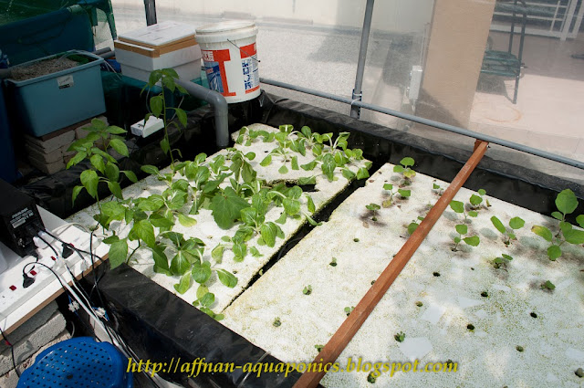 Affnan's Aquaponics: Agustine &amp; Edwin Aquaponics