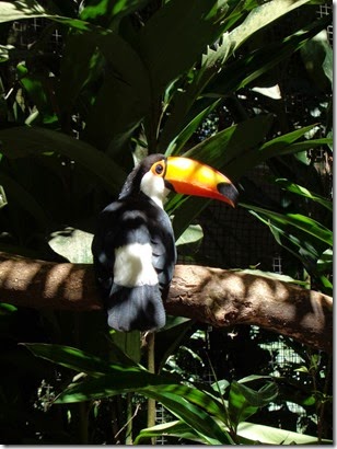 toucan