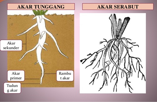 Akar serabut dan akar tunggang