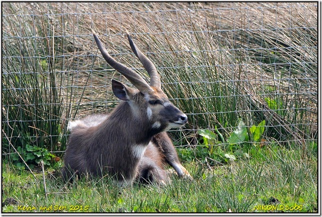 Yorkshire Wildlife Park - April