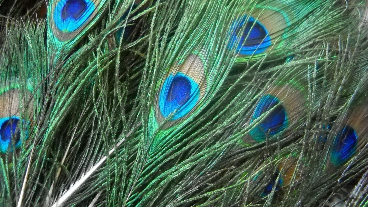 Small Peacock Feathers - lot 3