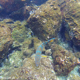 Snorkel no Chapéu Chinês - Galápagos
