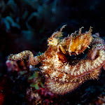 Hairy Algae Octopus