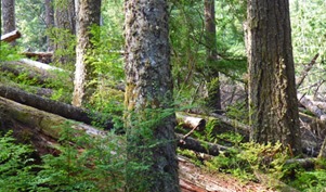 Storm Damage from Years Ago, Heart of the Hills Campground