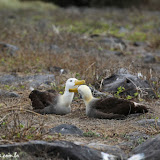 Albatroz - Genovesa- Galápagos