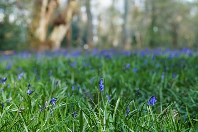 bluebells in the woods in spring