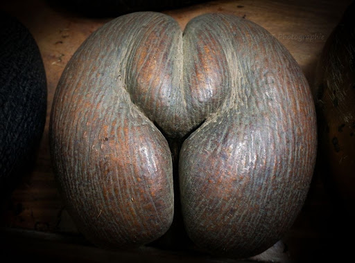 Порно Самые Большие Попы Орехи