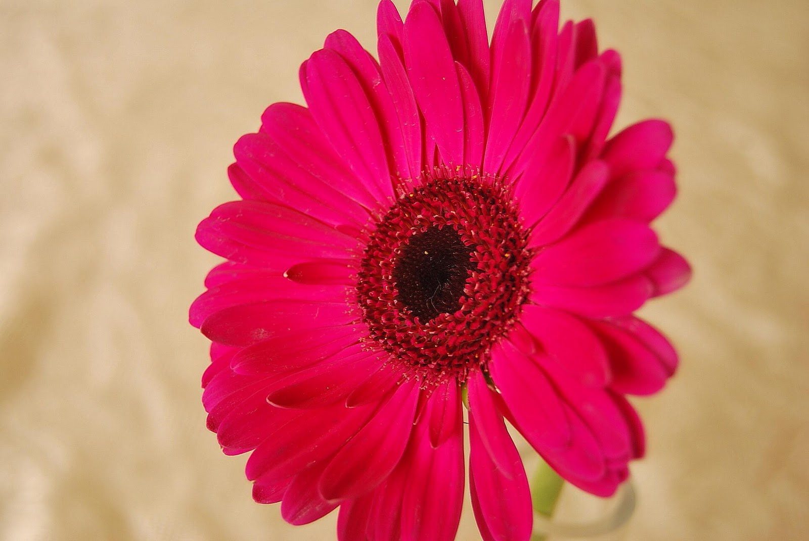 Even my wedding bouquet was composed of big red Gerberas with hint of red