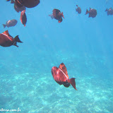 Snorkel na Napali Coast -  Kauai, Havaí, EUA