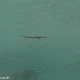 Tubarão à vista - Floreana - Galápagos
