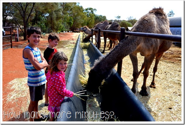 The Camel Farm at Yulara | How Many More Minutes?