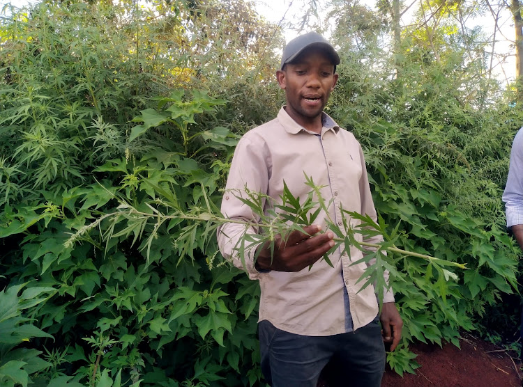 William Gitau, 38, in his herb and spices farm in Lari, Kiambu.