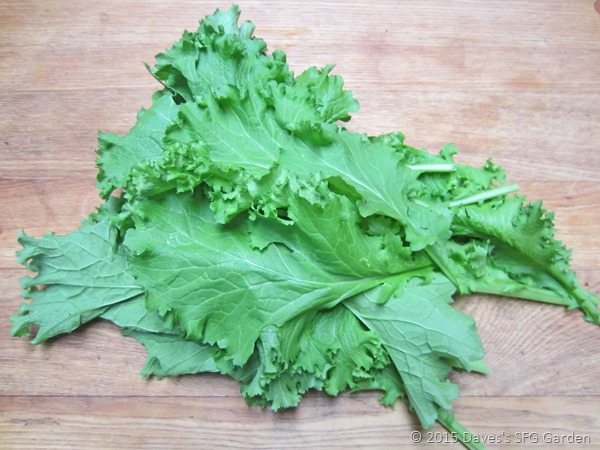 [mustard_greens3.jpg]