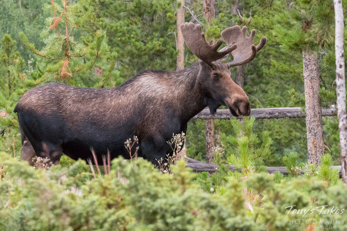 While a young bull, he still was very impressive looking. (© Tony’s Takes)