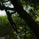 Atacados pelos macacos - Parque Nacional Rincón de la Vieja, Costa Rica