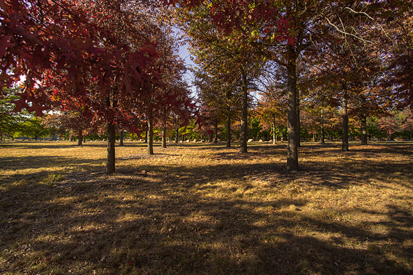 trees