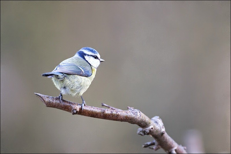 Blue Tit