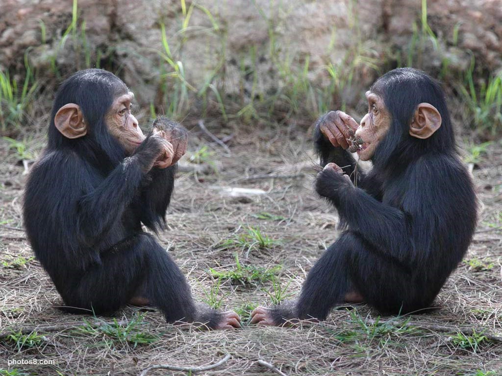 [baby-chimpanzees2%255B3%255D.jpg]
