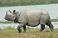 Badak Bercula Satu Jawa Rhinoceros sondaicus