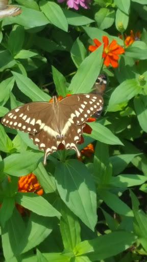 Tourist Attraction «Peck Butterfly House», reviews and photos, 4038 Kaneville Rd, Geneva, IL 60134, USA