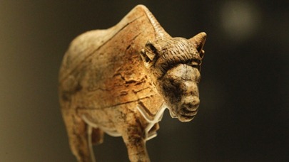 bison bison