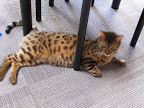 Big boy on the floor 10/29/10