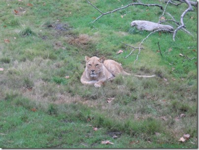 IMG_0347 African Lion at the Oregon Zoo in Portland, Oregon on November 10, 2009