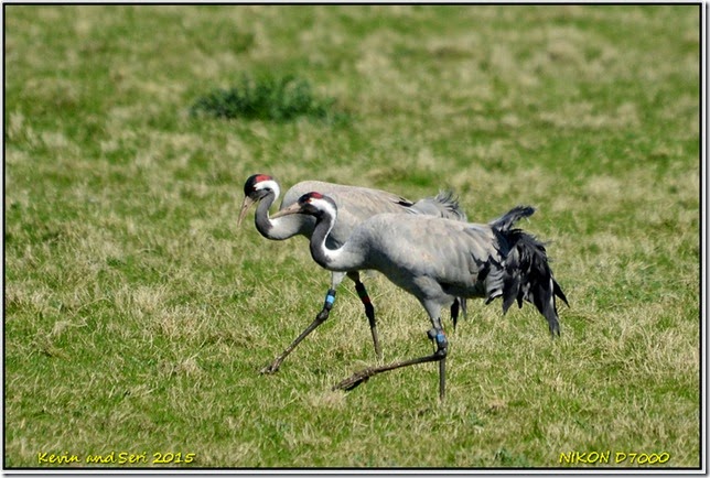 Slimbridge WWT - April