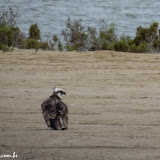 Reserva de la Biosfera del Vizcaíno - Baja Califórnia  - México