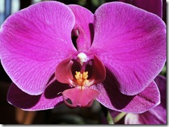Orchids close up image.